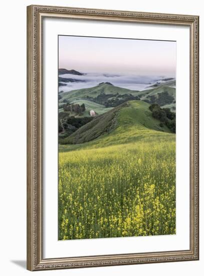 USA, California, Near Paso Robles, Mustard Hill Dawn-Rob Tilley-Framed Photographic Print