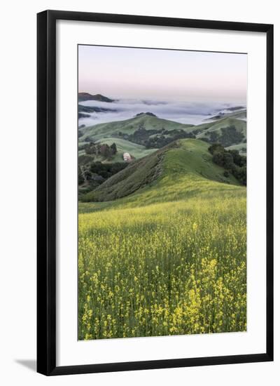 USA, California, Near Paso Robles, Mustard Hill Dawn-Rob Tilley-Framed Photographic Print