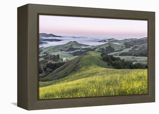 USA, California, Near Paso Robles, Mustard Hill Dawn-Rob Tilley-Framed Premier Image Canvas