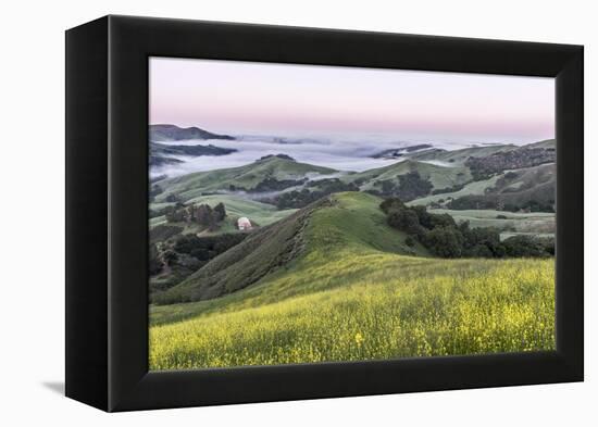 USA, California, Near Paso Robles, Mustard Hill Dawn-Rob Tilley-Framed Premier Image Canvas