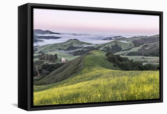 USA, California, Near Paso Robles, Mustard Hill Dawn-Rob Tilley-Framed Premier Image Canvas