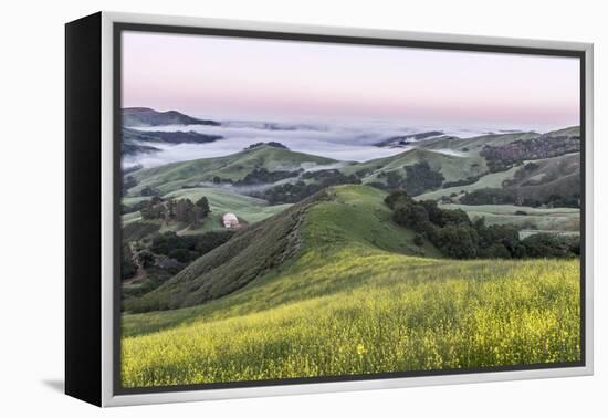 USA, California, Near Paso Robles, Mustard Hill Dawn-Rob Tilley-Framed Premier Image Canvas