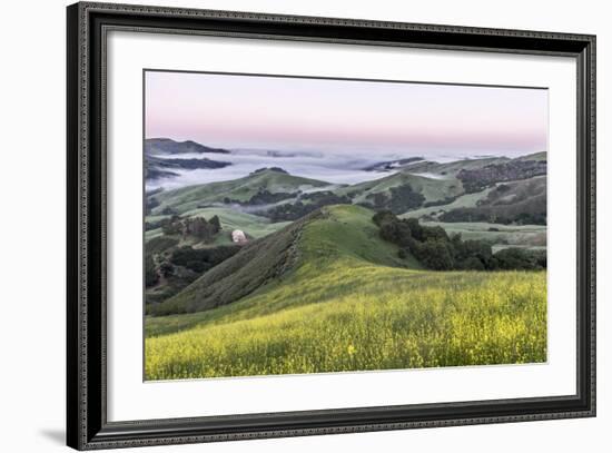 USA, California, Near Paso Robles, Mustard Hill Dawn-Rob Tilley-Framed Photographic Print