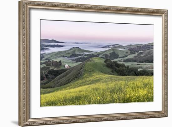 USA, California, Near Paso Robles, Mustard Hill Dawn-Rob Tilley-Framed Photographic Print
