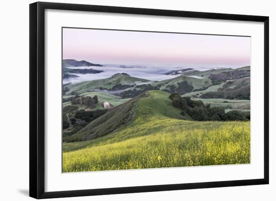 USA, California, Near Paso Robles, Mustard Hill Dawn-Rob Tilley-Framed Photographic Print