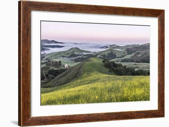 USA, California, Near Paso Robles, Mustard Hill Dawn-Rob Tilley-Framed Photographic Print