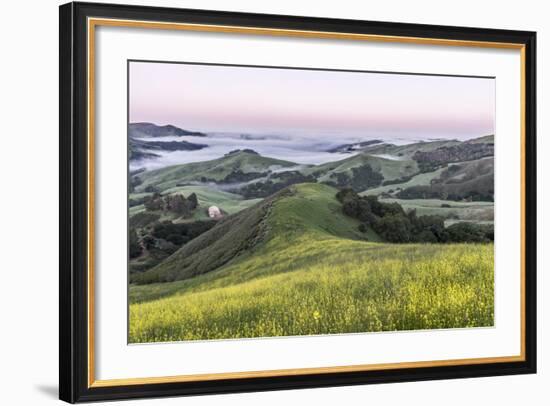 USA, California, Near Paso Robles, Mustard Hill Dawn-Rob Tilley-Framed Photographic Print