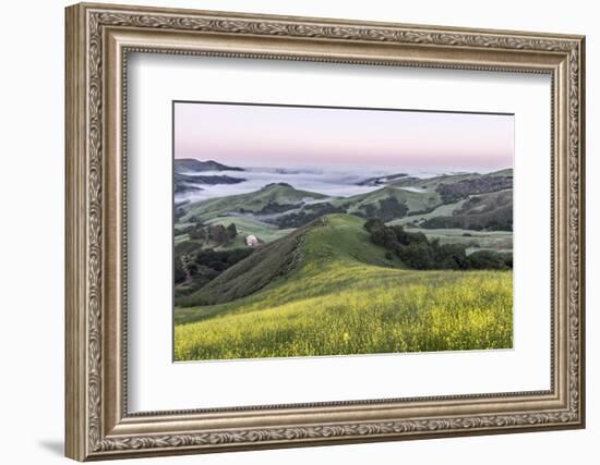 USA, California, Near Paso Robles, Mustard Hill Dawn-Rob Tilley-Framed Photographic Print