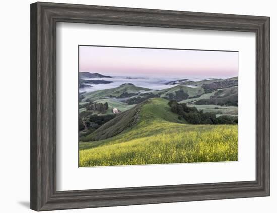 USA, California, Near Paso Robles, Mustard Hill Dawn-Rob Tilley-Framed Photographic Print