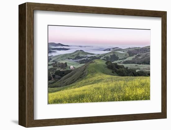 USA, California, Near Paso Robles, Mustard Hill Dawn-Rob Tilley-Framed Photographic Print