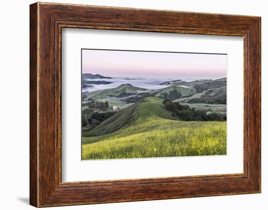 USA, California, Near Paso Robles, Mustard Hill Dawn-Rob Tilley-Framed Photographic Print