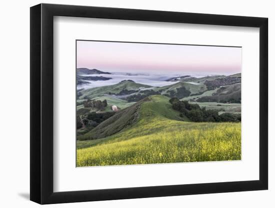 USA, California, Near Paso Robles, Mustard Hill Dawn-Rob Tilley-Framed Photographic Print