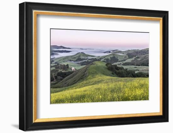 USA, California, Near Paso Robles, Mustard Hill Dawn-Rob Tilley-Framed Photographic Print