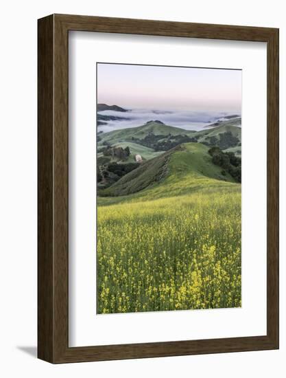 USA, California, Near Paso Robles, Mustard Hill Dawn-Rob Tilley-Framed Photographic Print