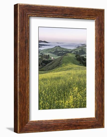 USA, California, Near Paso Robles, Mustard Hill Dawn-Rob Tilley-Framed Photographic Print