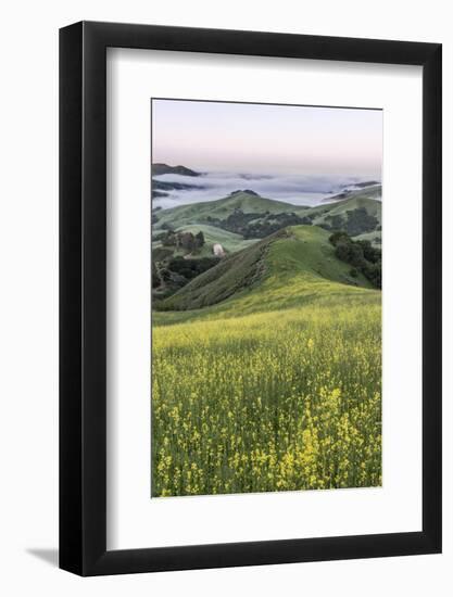 USA, California, Near Paso Robles, Mustard Hill Dawn-Rob Tilley-Framed Photographic Print