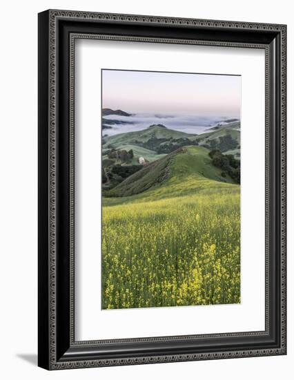 USA, California, Near Paso Robles, Mustard Hill Dawn-Rob Tilley-Framed Photographic Print