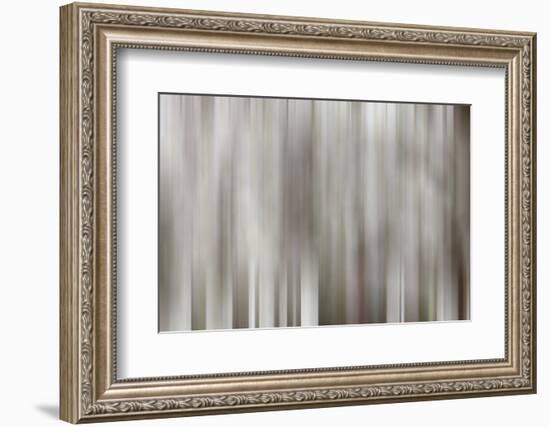 USA, California, Owens Valley. Abstract of dogwood tree in bloom.-Jaynes Gallery-Framed Photographic Print