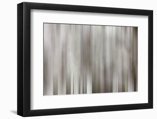 USA, California, Owens Valley. Abstract of dogwood tree in bloom.-Jaynes Gallery-Framed Photographic Print