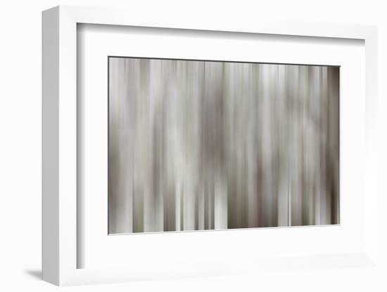USA, California, Owens Valley. Abstract of dogwood tree in bloom.-Jaynes Gallery-Framed Photographic Print