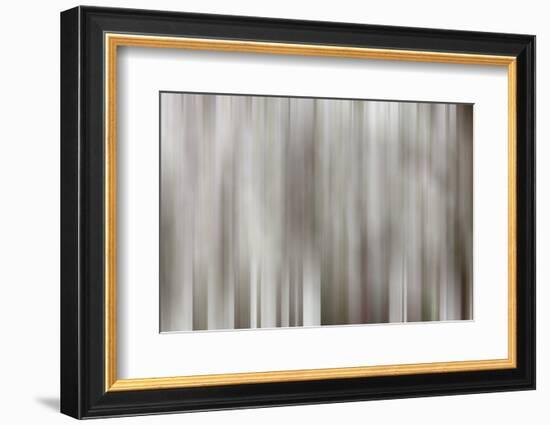 USA, California, Owens Valley. Abstract of dogwood tree in bloom.-Jaynes Gallery-Framed Photographic Print