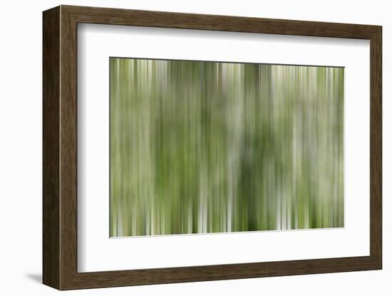 USA, California, Owens Valley. Abstract of dogwood tree in bloom.-Jaynes Gallery-Framed Photographic Print