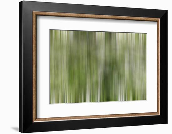 USA, California, Owens Valley. Abstract of dogwood tree in bloom.-Jaynes Gallery-Framed Photographic Print