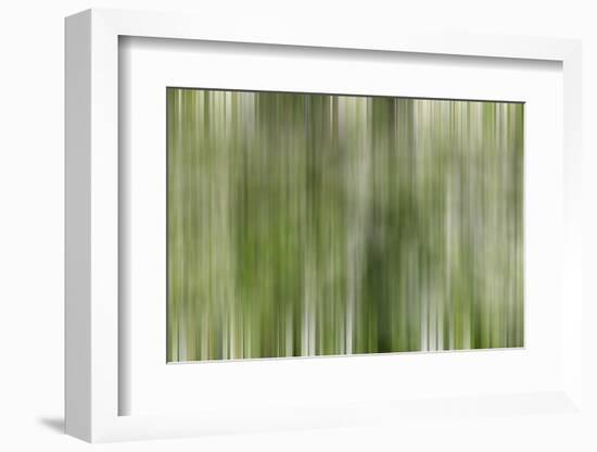 USA, California, Owens Valley. Abstract of dogwood tree in bloom.-Jaynes Gallery-Framed Photographic Print