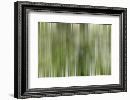 USA, California, Owens Valley. Abstract of dogwood tree in bloom.-Jaynes Gallery-Framed Photographic Print