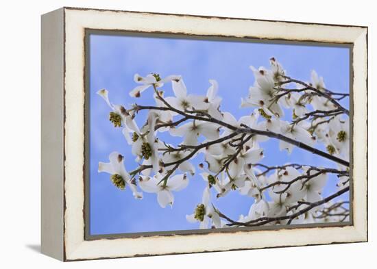 USA, California, Owens Valley. Blooming dogwood tree.-Jaynes Gallery-Framed Premier Image Canvas