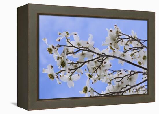 USA, California, Owens Valley. Blooming dogwood tree.-Jaynes Gallery-Framed Premier Image Canvas