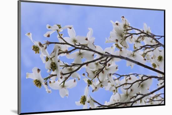 USA, California, Owens Valley. Blooming dogwood tree.-Jaynes Gallery-Mounted Photographic Print