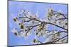 USA, California, Owens Valley. Blooming dogwood tree.-Jaynes Gallery-Mounted Photographic Print