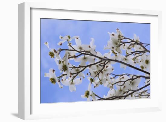 USA, California, Owens Valley. Blooming dogwood tree.-Jaynes Gallery-Framed Photographic Print