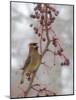 USA, California, Owens Valley. Cedar waxwing on pear tree.-Jaynes Gallery-Mounted Photographic Print