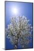 USA, California, Owens Valley. Flowering pear tree.-Jaynes Gallery-Mounted Photographic Print