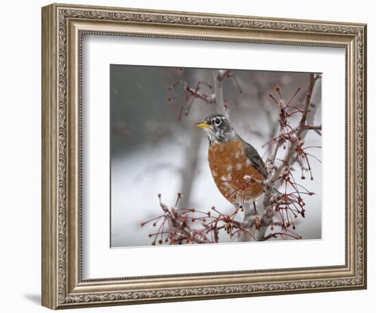 USA, California, Owens Valley. Robin on pear tree.-Jaynes Gallery-Framed Photographic Print