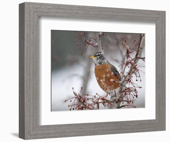 USA, California, Owens Valley. Robin on pear tree.-Jaynes Gallery-Framed Photographic Print