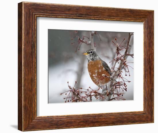 USA, California, Owens Valley. Robin on pear tree.-Jaynes Gallery-Framed Photographic Print