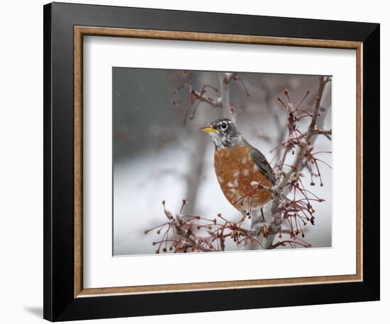 USA, California, Owens Valley. Robin on pear tree.-Jaynes Gallery-Framed Photographic Print