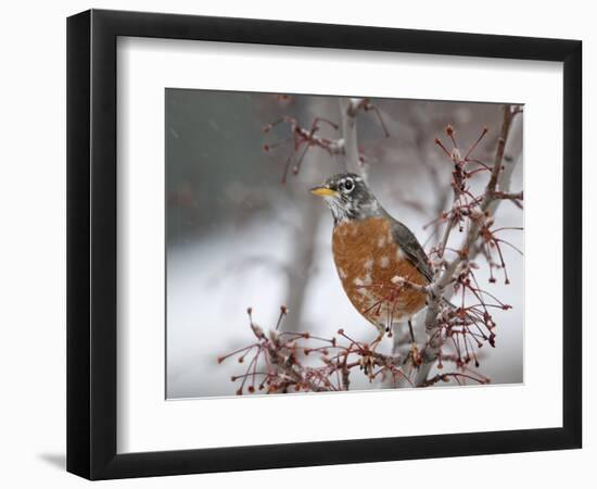 USA, California, Owens Valley. Robin on pear tree.-Jaynes Gallery-Framed Photographic Print