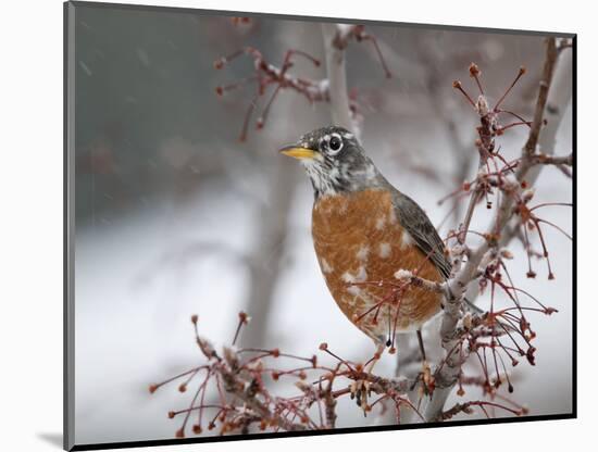 USA, California, Owens Valley. Robin on pear tree.-Jaynes Gallery-Mounted Photographic Print