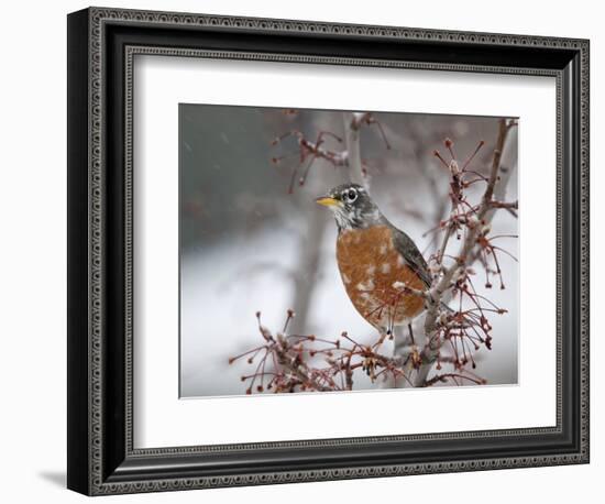 USA, California, Owens Valley. Robin on pear tree.-Jaynes Gallery-Framed Photographic Print