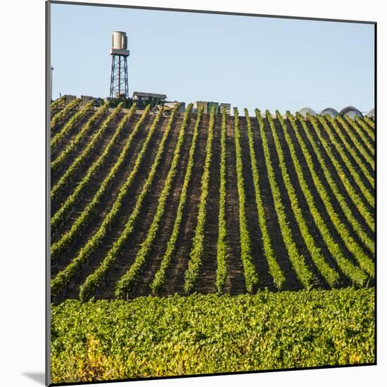 USA California. Pacific Coast Highway, PCH, crops and water tower-Alison Jones-Mounted Photographic Print