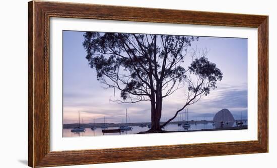 USA, California, Panoramic View of Eucalyptus Tree and Morro Rock at Sunset-Ann Collins-Framed Photographic Print