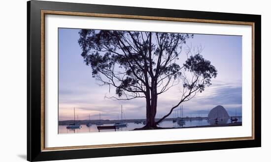 USA, California, Panoramic View of Eucalyptus Tree and Morro Rock at Sunset-Ann Collins-Framed Photographic Print