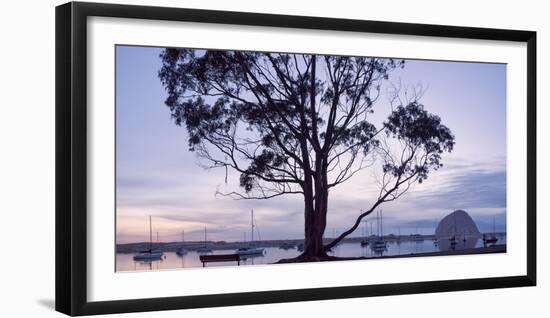 USA, California, Panoramic View of Eucalyptus Tree and Morro Rock at Sunset-Ann Collins-Framed Photographic Print