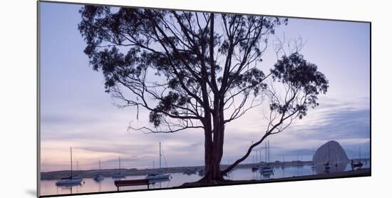 USA, California, Panoramic View of Eucalyptus Tree and Morro Rock at Sunset-Ann Collins-Mounted Photographic Print