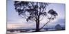 USA, California, Panoramic View of Eucalyptus Tree and Morro Rock at Sunset-Ann Collins-Mounted Photographic Print