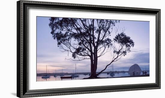 USA, California, Panoramic View of Eucalyptus Tree and Morro Rock at Sunset-Ann Collins-Framed Photographic Print